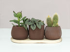 Nova Trio - Set van drie potjes (3D-geprint met wood-PLA)